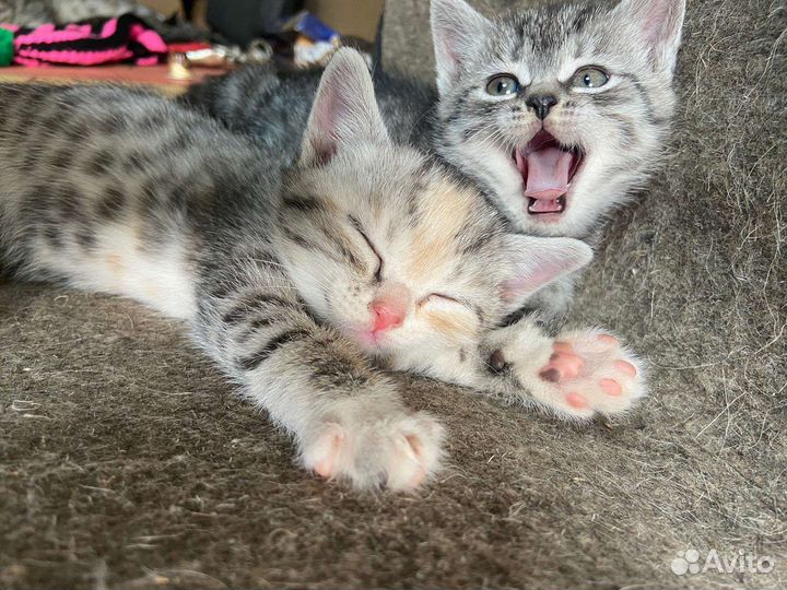 Котята-кошечки