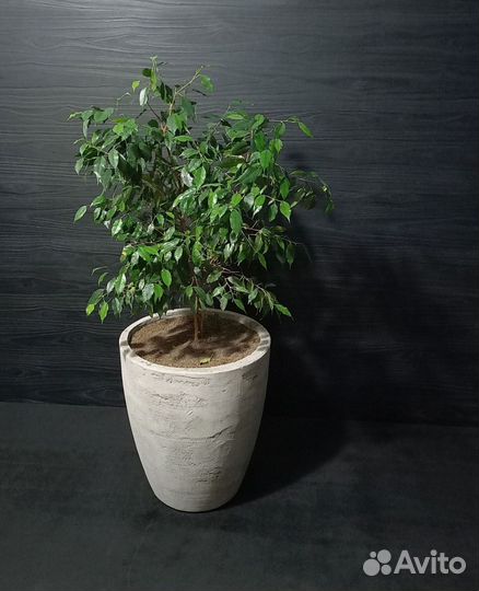 Кашпо, Вазоны, Горшки под заказ из бетона