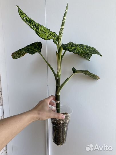 Диффенбахия рефлектор