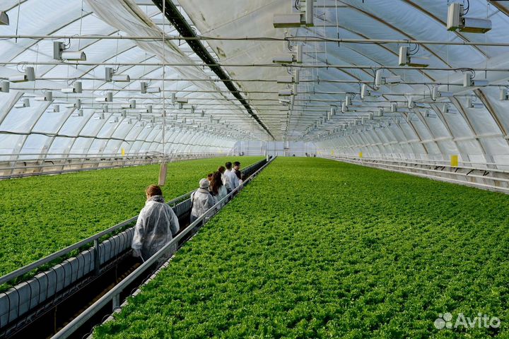 Сборщик овощей (подработка, дневные смены)