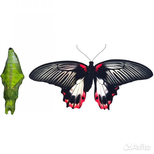 Куколки бабочек