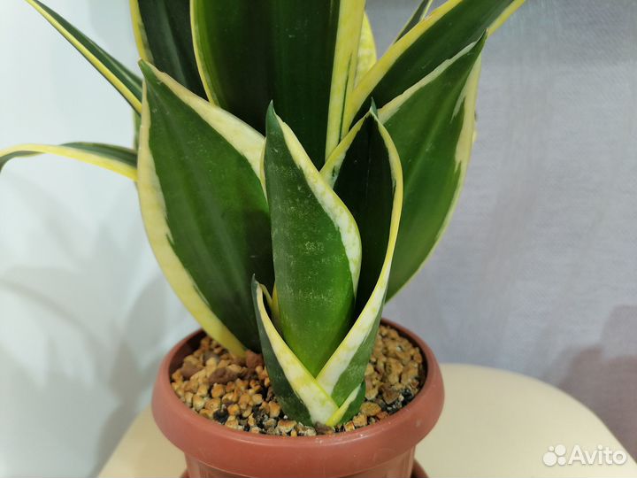 Сансевиерии,Пеперомия Рейндроп,Алоэ,Аихризон