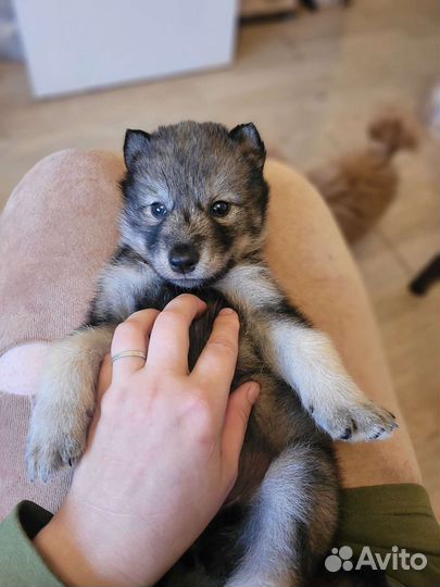 Волкособ, щенки