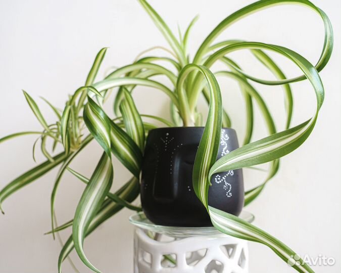 Хлорофитум Бонни в горшке