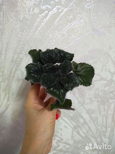 Фиалка Гранатовое вино детка