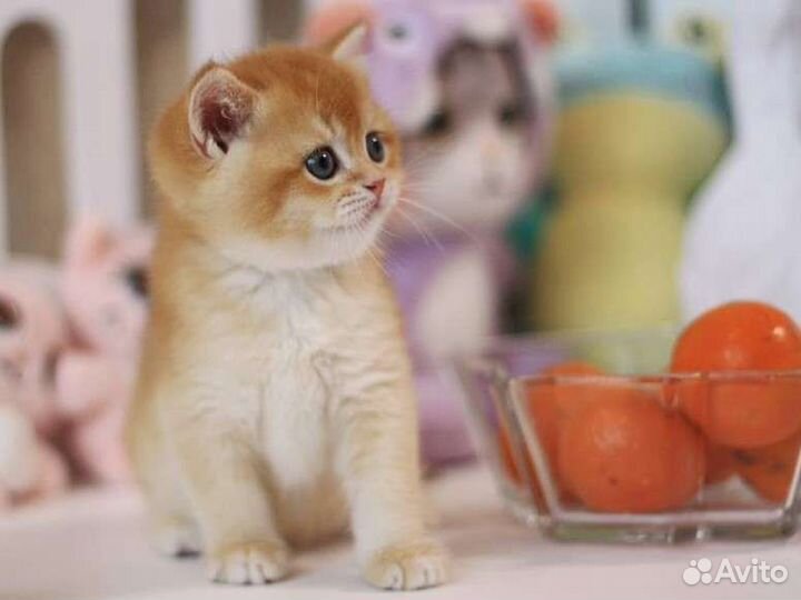 Британская золотая шиншилла by 12