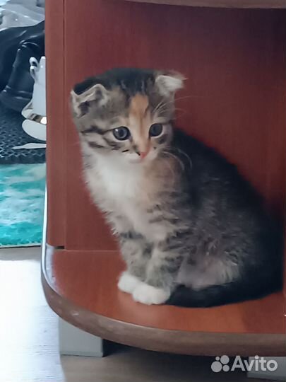 Котёнок бесплатно