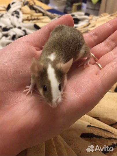 Декоративные мыши