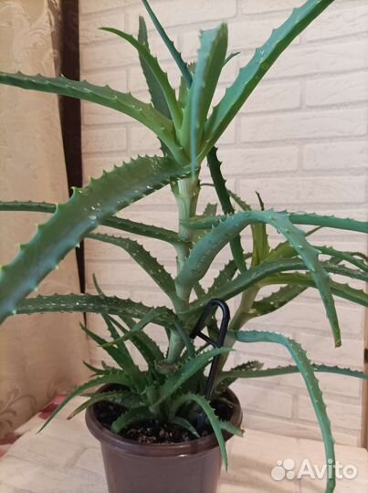 Алоэ столетник лечебный