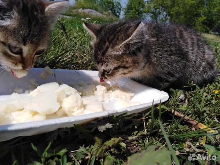 Добрые, ласковые котята (мальчики) ищут хозяев