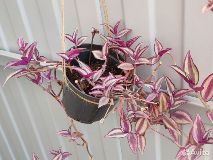 Красивое комнатное растение