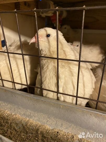 Перепелки несушки