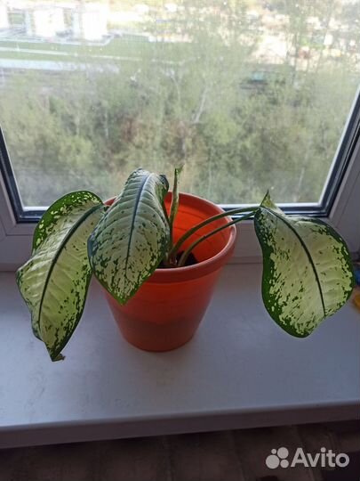 Диффенбахия