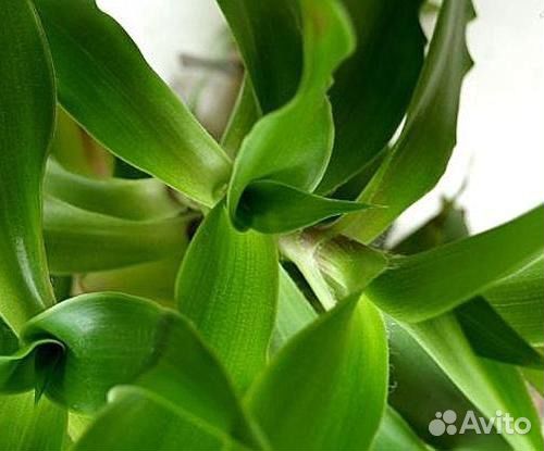 Золотой ус лечебный