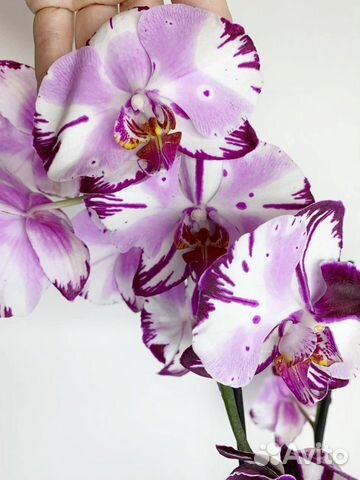 Орхидея фаленопсис Мэджик Арт с мутацией