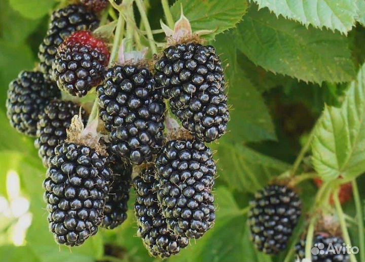 Саженцы малины, ежевики, смородины, калины, сирени