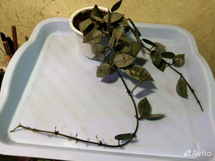 Домашние растения