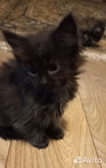 Сибирские котята