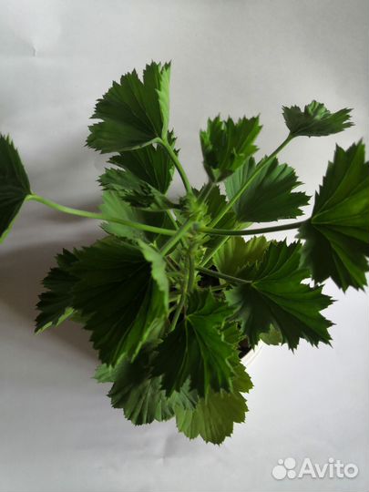 Пеларгония герань сортовая