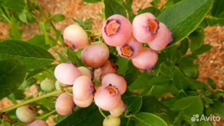 Голубика сорт Pink Popkorn,со вкусом Карамели
