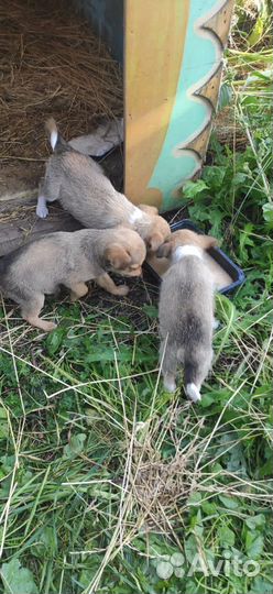 Щенки в добрые руки