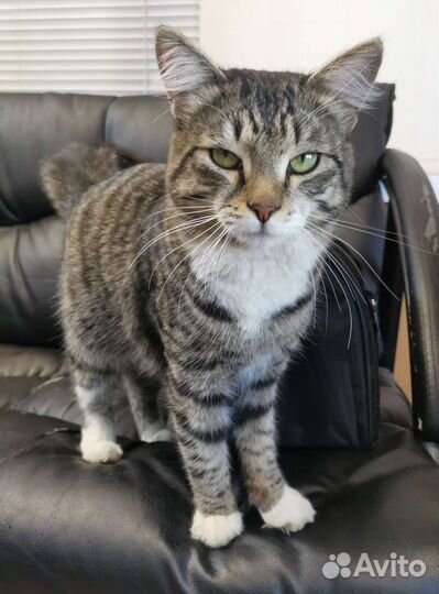 Кот Тимошка