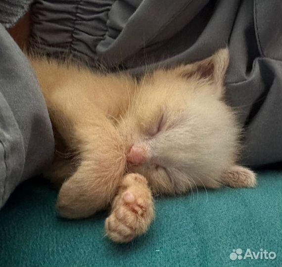 Котенок в добрые руки