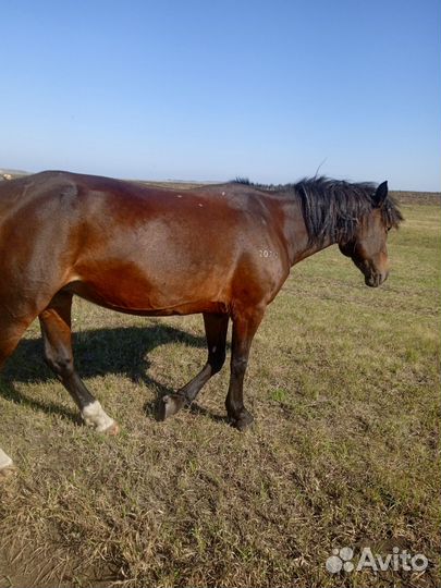 Жребая кобыла