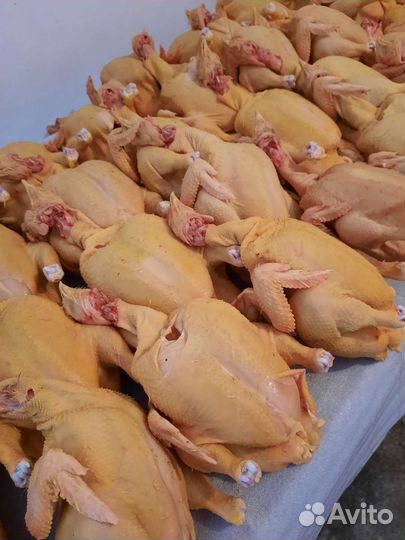 Куры бройлеры тушки
