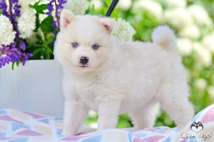 Помски той, мини