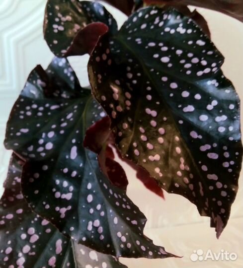 Бегонии тростниковые кейн