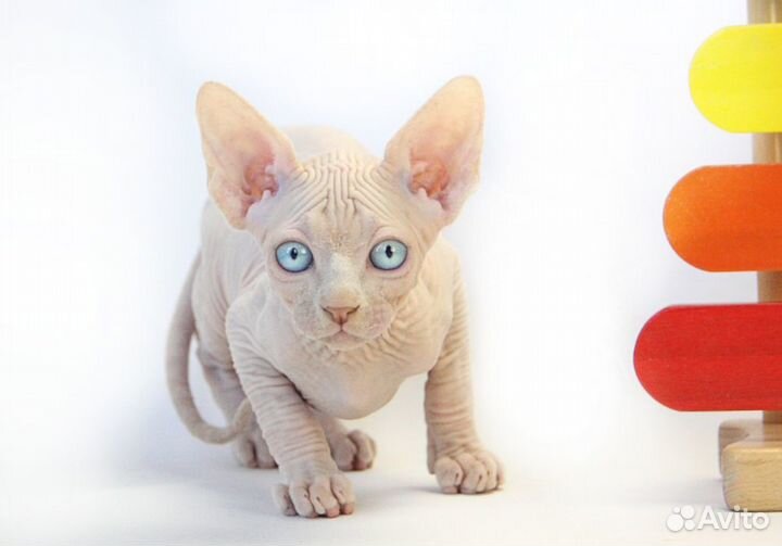 Лучше Сфинкса нет породы - это сам сюрприз Природы