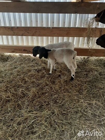 Бараны дорпер