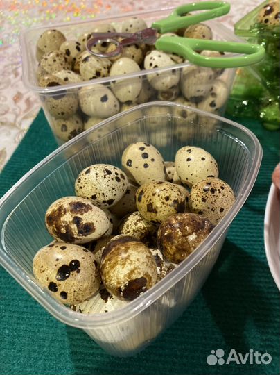 Яйца перепелиные