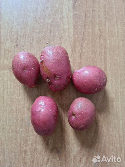 Семенной картофель сорта Алуэт