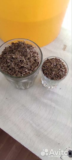 Семя укропа