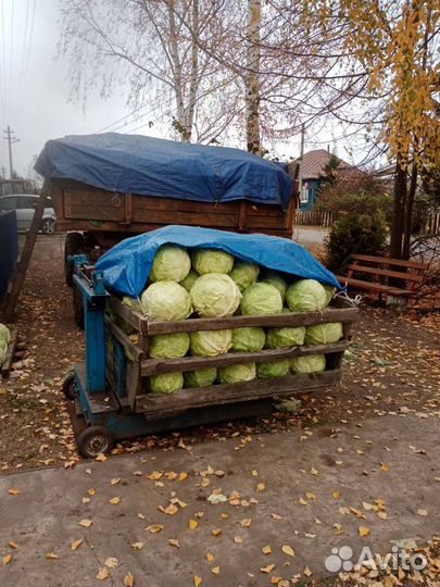 Капуста Мидор