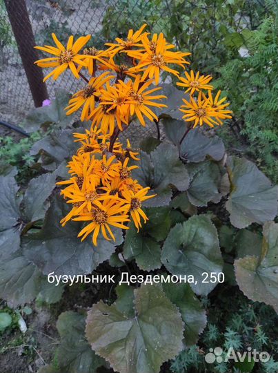 Многолетники садовые