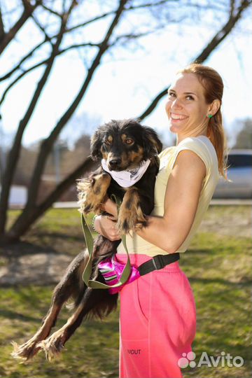 Миниатюрная собака из приюта в добрые руки