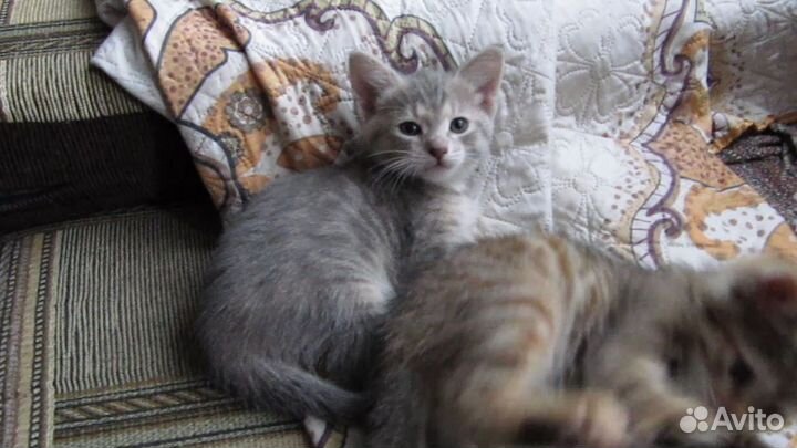 Котята полуторамесячные. Тепло, уют и счастье в до