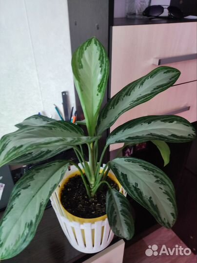 Комнатные цветы