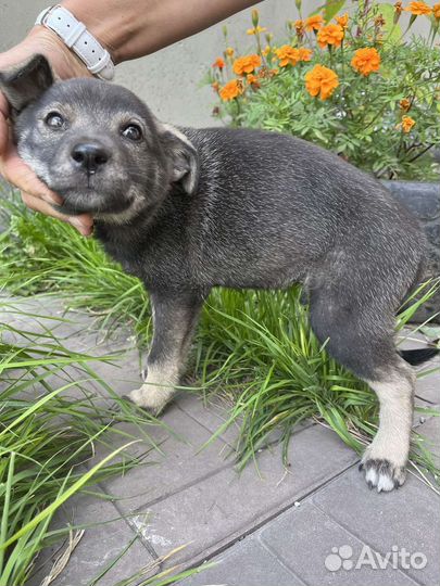 Щенок дворянской породы