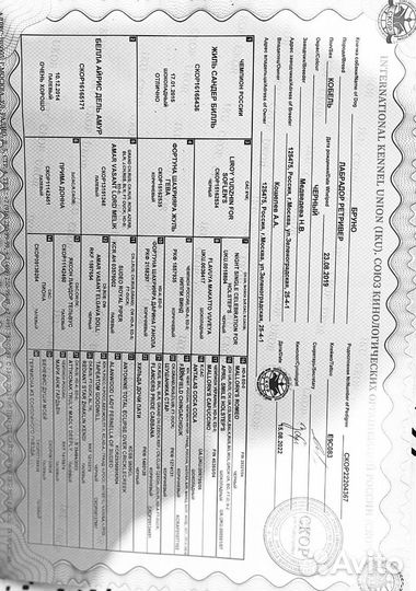 Вязка лабрадор