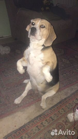 Девочка бигль ищет жениха