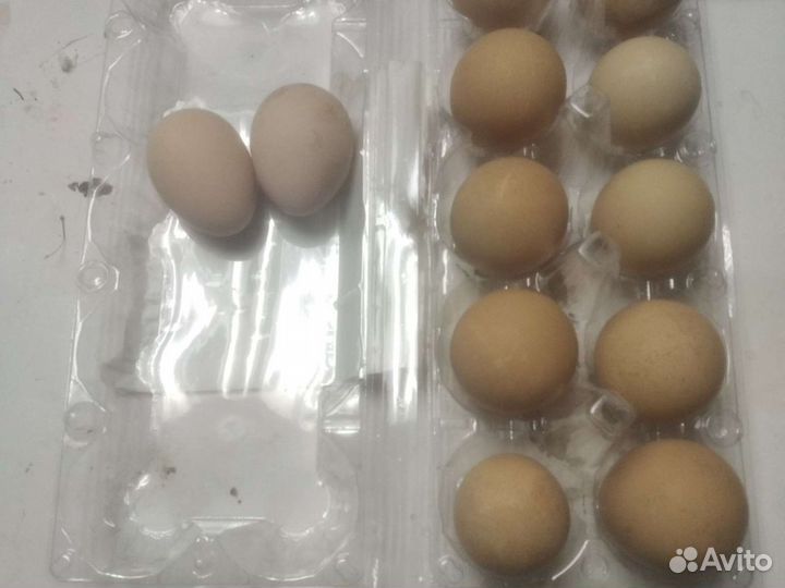 Яйцо и мясо домашней птицы