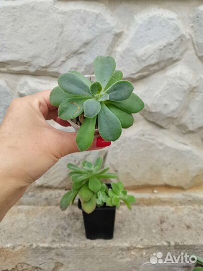 Эхеверия суккулент