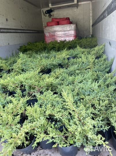 Можжевельник горизонтальный