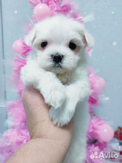 Мальтийская болонка,щеночки