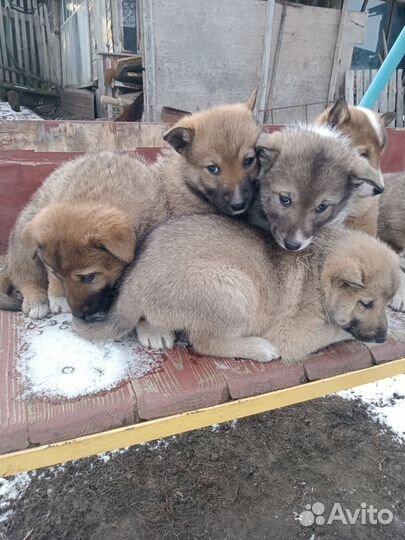 Щенки лайки