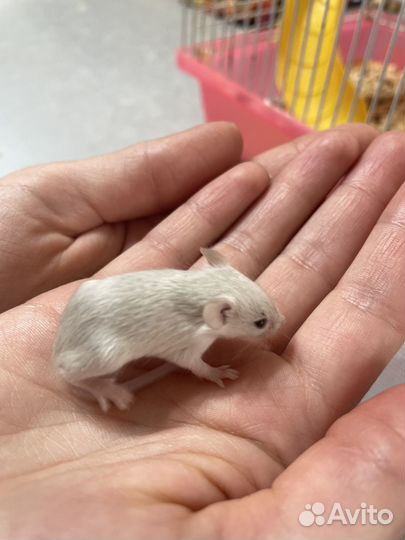 Декоративные мышки